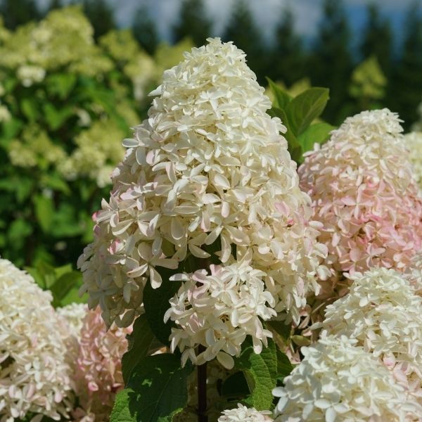 Quick Fire Fab&reg; Panicle Hydrangea