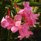 Oleander