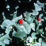 Clavey's Dwarf Honeysuckle