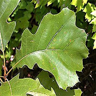 Black Oak