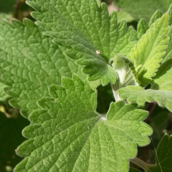 Catnip Plant