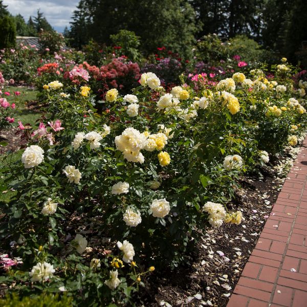 Easy Elegance&reg; Yellow Brick Road Rose