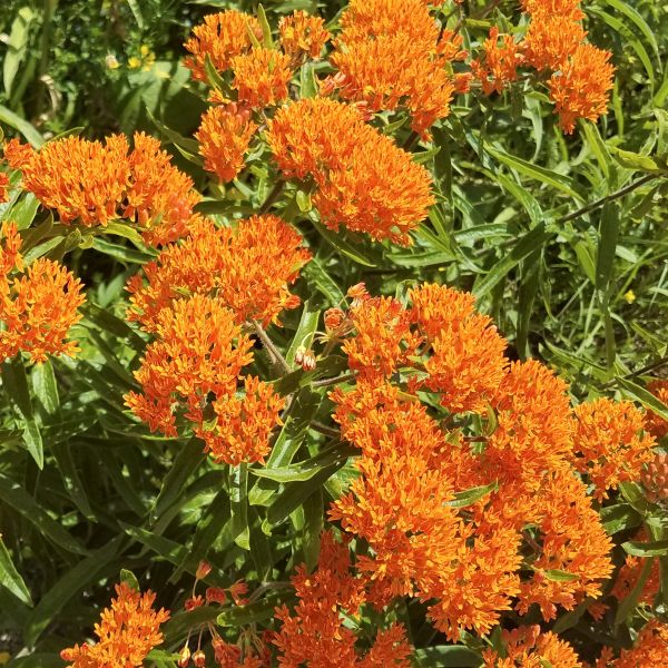 Butterfly Weed Plant