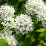 Audubon? Nannyberry Viburnum