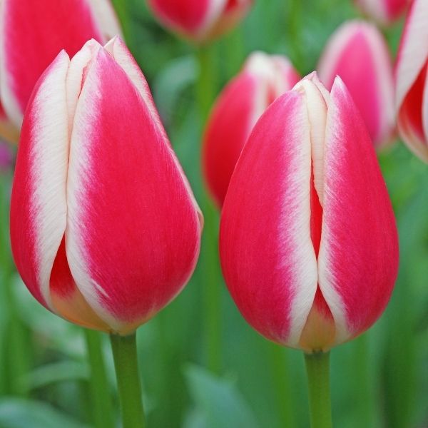 Candy Apple Delight Tulip