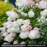 Little Lamb Panicle Hydrangea