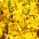 Gold Tide&reg; Forsythia