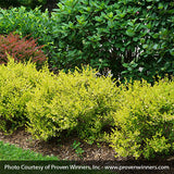 Proven Winners&reg; Cesky Gold&reg; Dwarf Birch