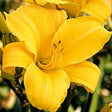 Buttered Popcorn Daylily