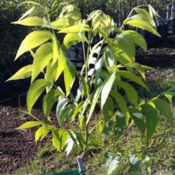 Sumner Pecan Tree