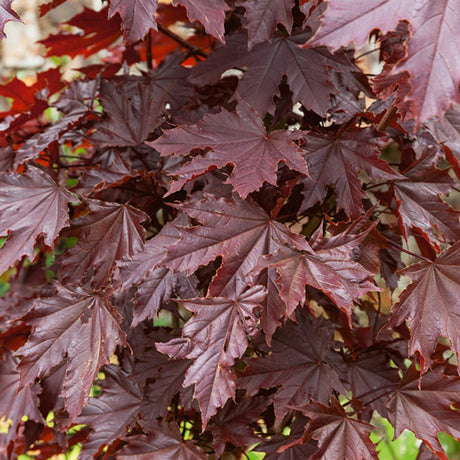 Crimson Sentry Norway Maple