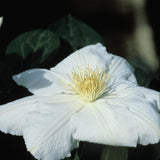 Candida Clematis