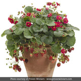 Berried Treasure&reg; Red Strawberry Plant