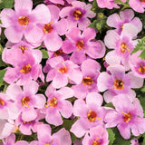 Snowstorm&reg; Pink Bacopa