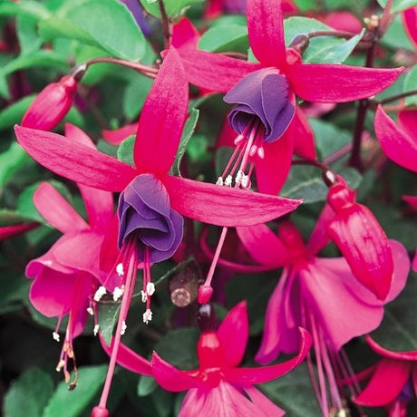 Fuchsia Marcia