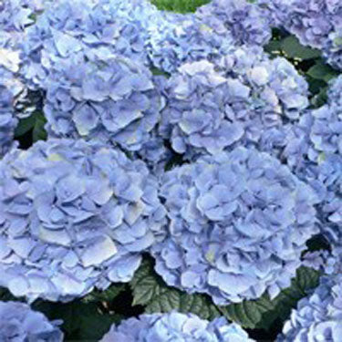 Penny Mac Hydrangea