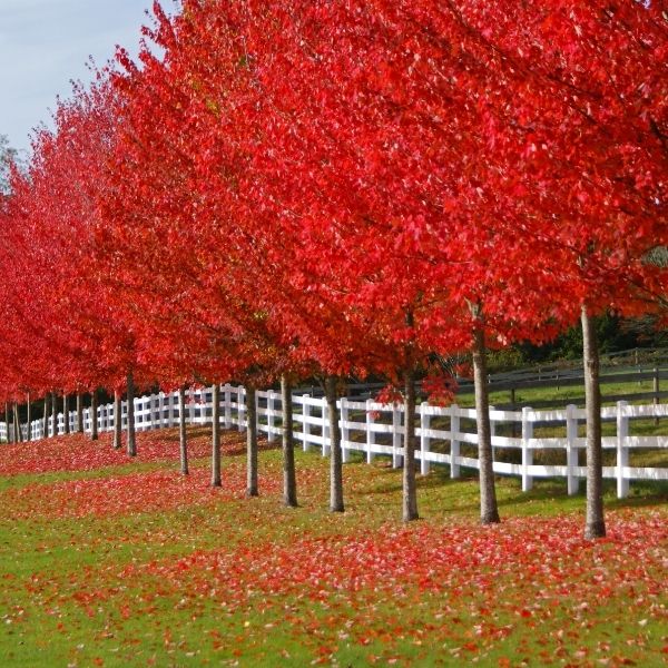 Autumn Blaze&reg; Maple