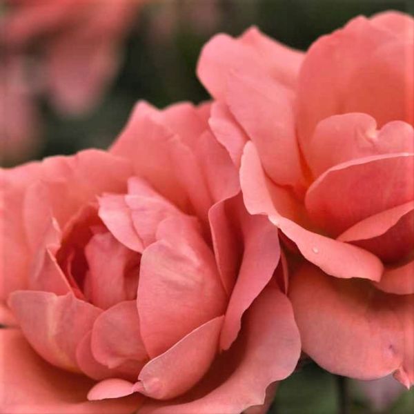 Easy Elegance&reg; Sweet Fragrance Rose