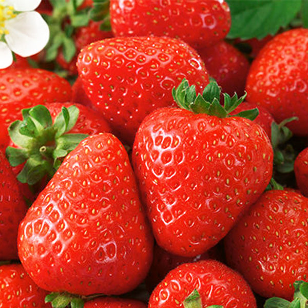 Honeoye Strawberry Plant