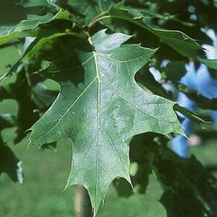 Shumard Oak Tree