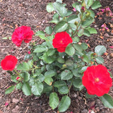 Showbiz Rose Bush