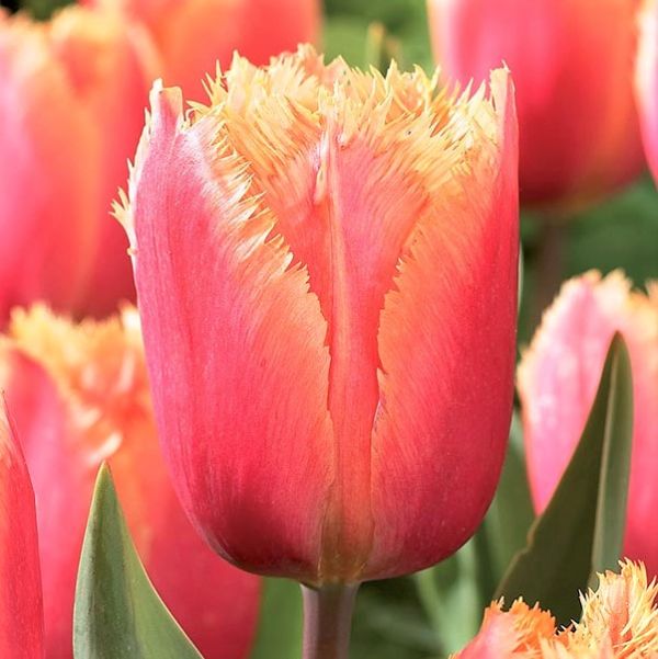 Lambada Tulip