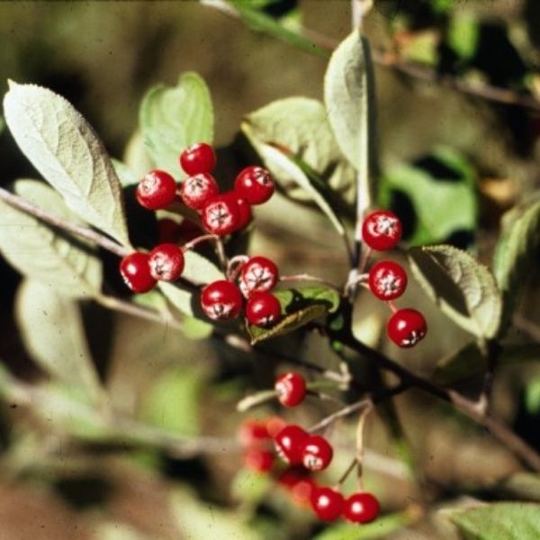 Red Chokeberry Bush