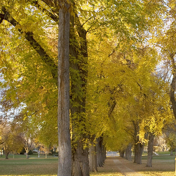 USDA Organic Princeton American Elm