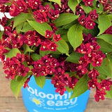 Maroon Swoon&reg; Weigela