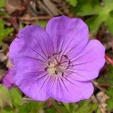 Tiny Monster Geranium