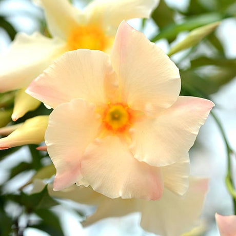 Sun Parasol&reg; Apricot Mandevilla