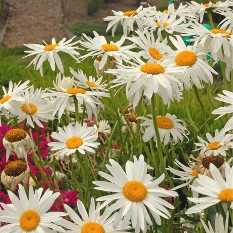 Alaska Shasta Daisy