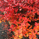 Red Leaf Barberry