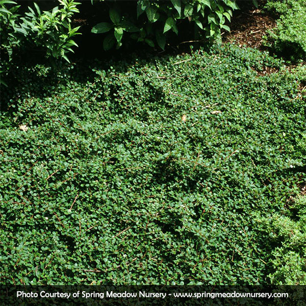 Coral Beauty Cotoneaster