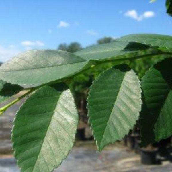 Drake Chinese Elm Tree