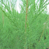 Summer Glow Tamarisk