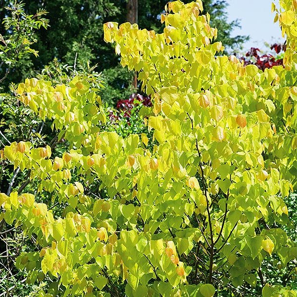 Hearts of Gold Redbud Tree