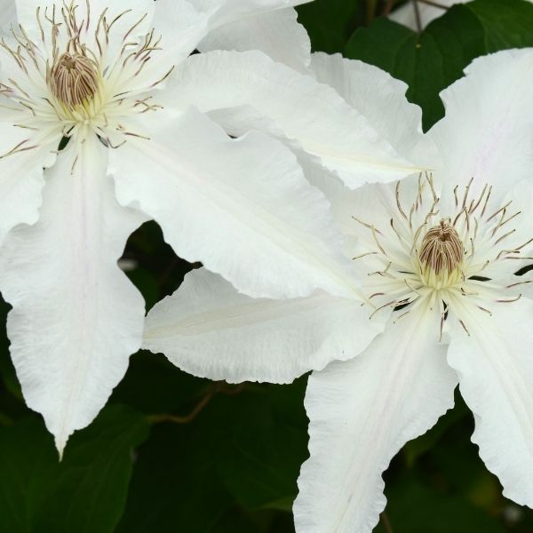 Hyde Hall Clematis