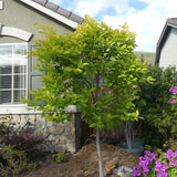 Fuyu Persimmon Tree