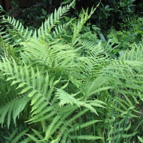 Dwarf Southern Wood Fern