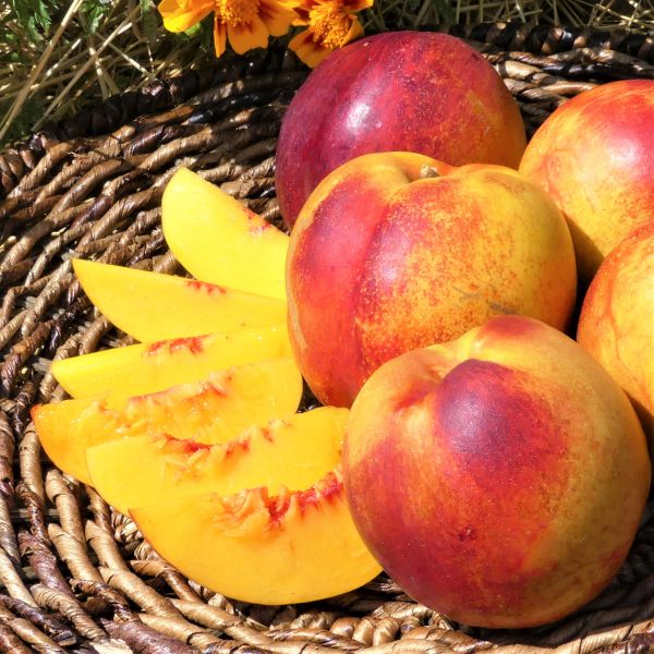 Flavortop Nectarine Tree