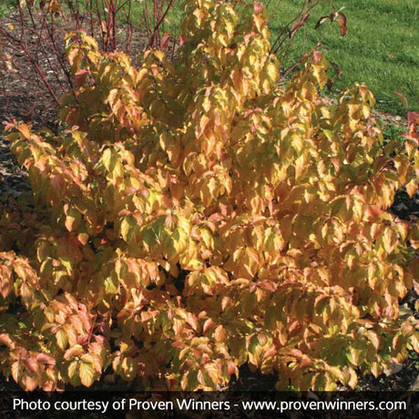 Arctic Sun&reg; Dogwood