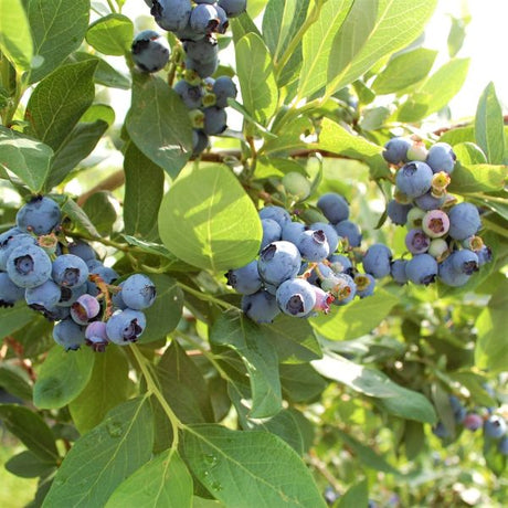 Draper Blueberry Bush