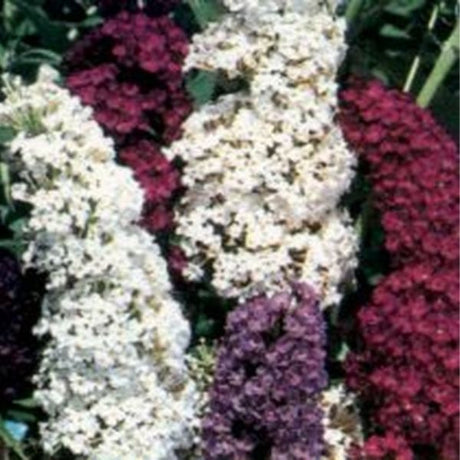 Fourth Of July Butterfly Bush