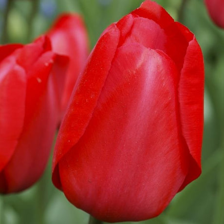 Red Impression Tulip