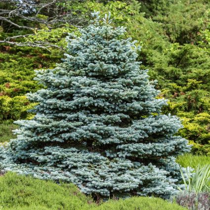 Fat Albert Colorado Blue Spruce