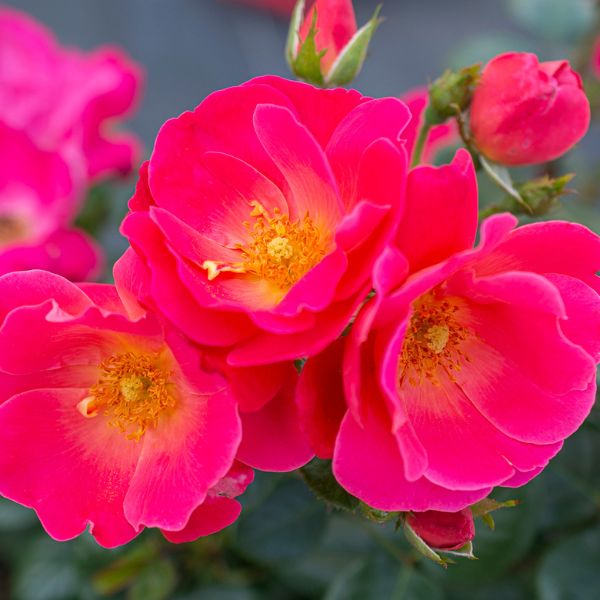 Bloomables Brick House Pink Rose