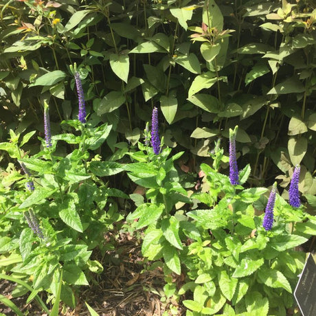 Sunny Border Blue Veronica