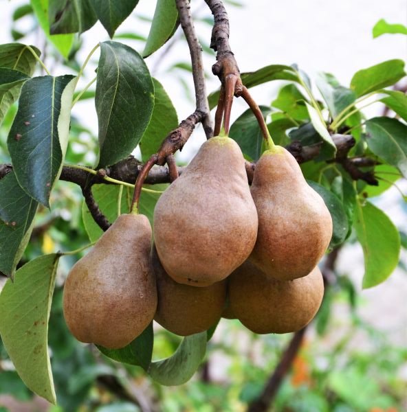 Bosc Pear Tree