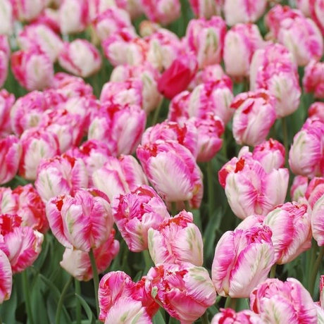 Pink Vision Tulip